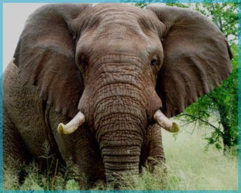 Travel Agent Sacramento Africa Travel Agent Sacramento